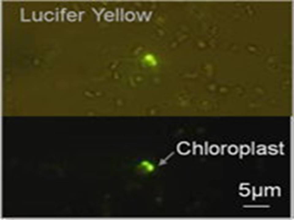Injection into Chloroplasts of Cyanidioschyzon merolae